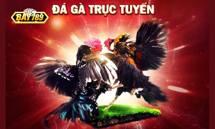 Mẹo soi kèo đá gà từ kê thủ